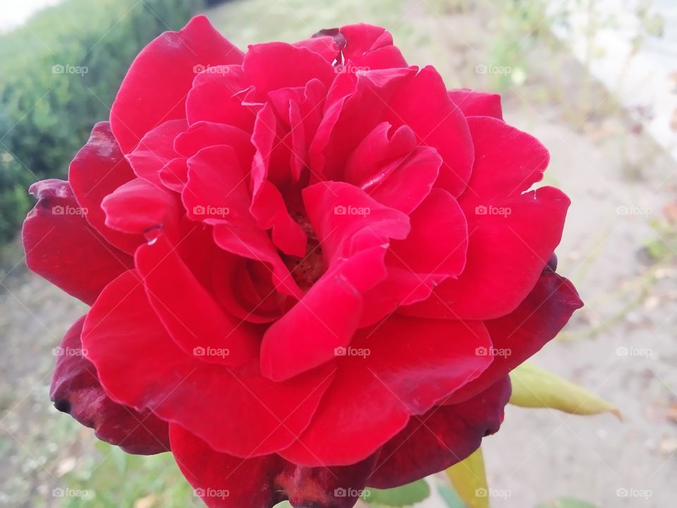 red rose