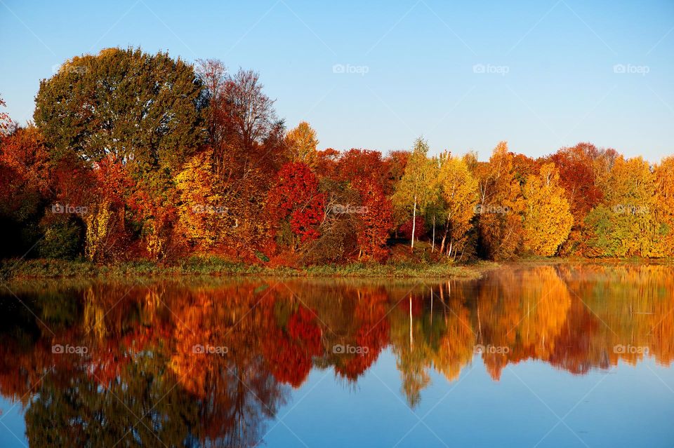 Autumn trees reflections in lake water