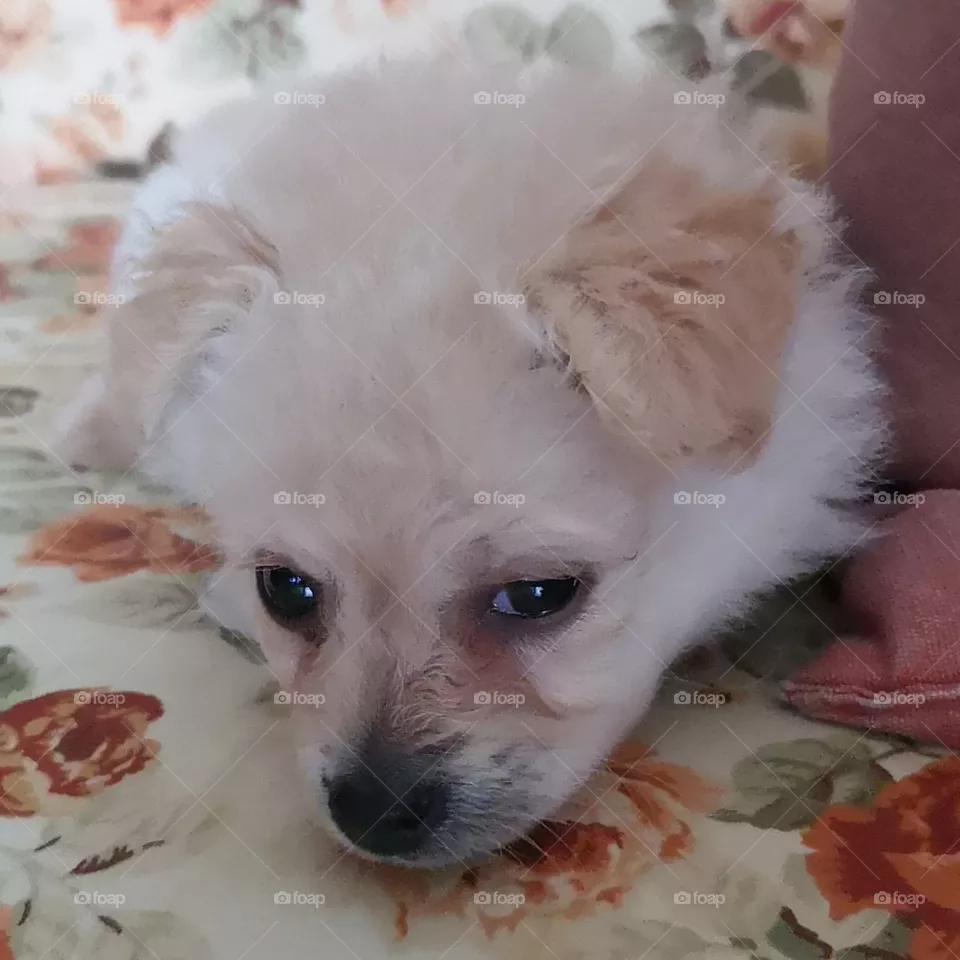 Cão