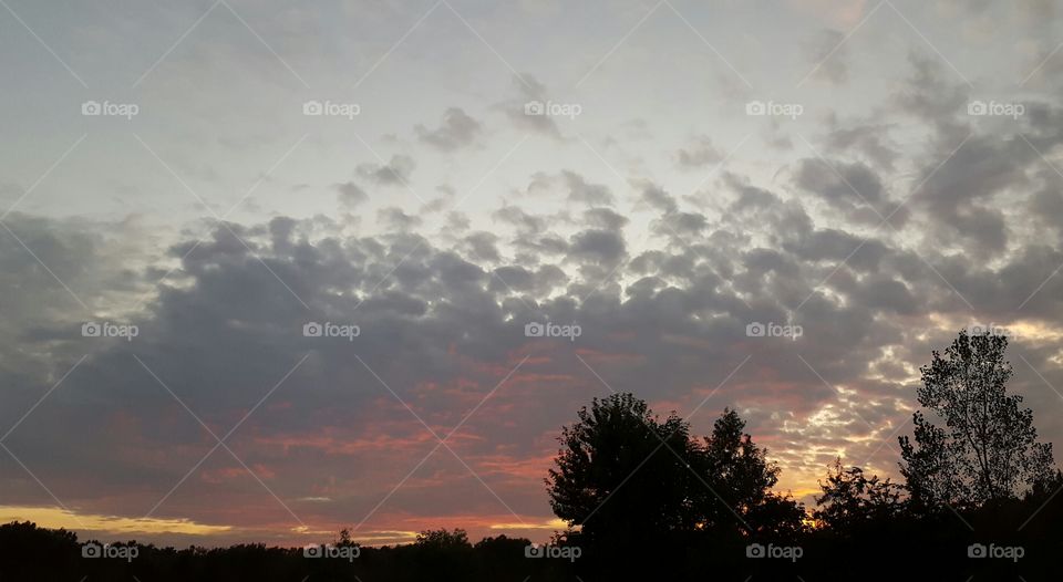 sunset above the trees