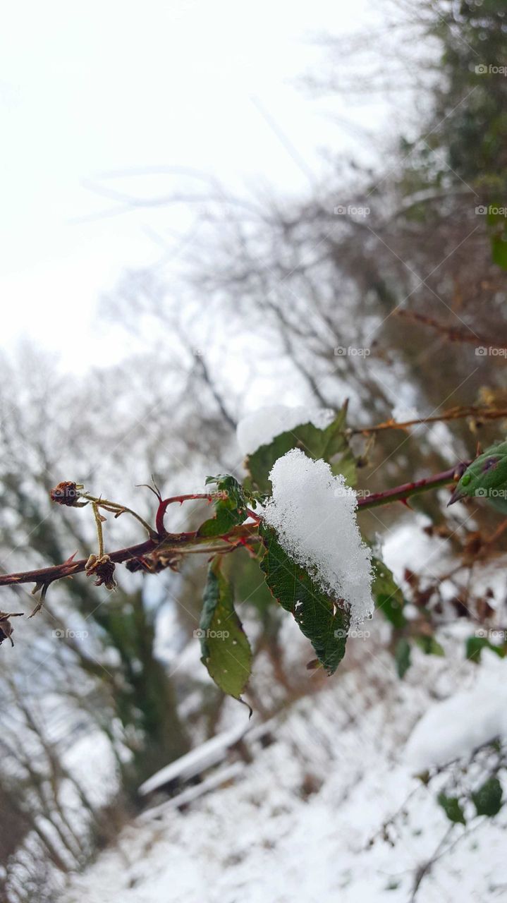 Snow on branch