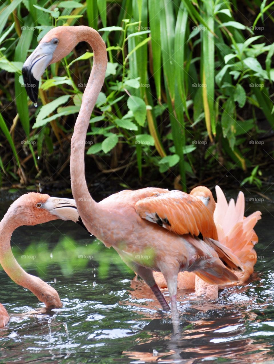 Pink Flamingos 