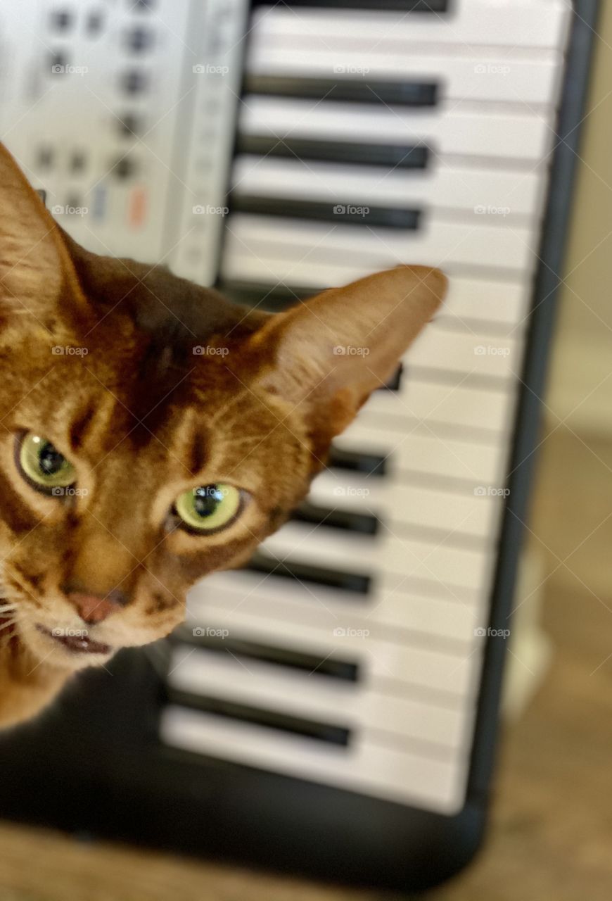 Foap Mission Furry Friends! “I bet you think I Can’t Play This Thing! Kitty Cat And The Piano!