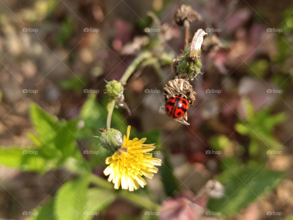 The ladybug and flowers