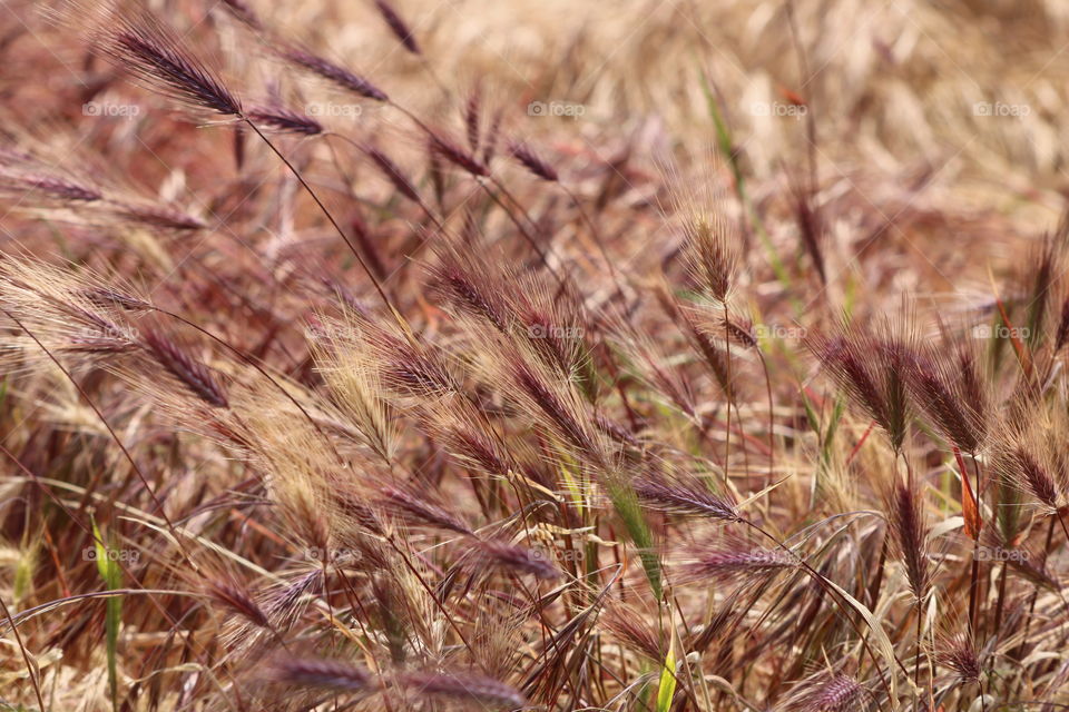Dry grass and stalks on the field, monochromatic 