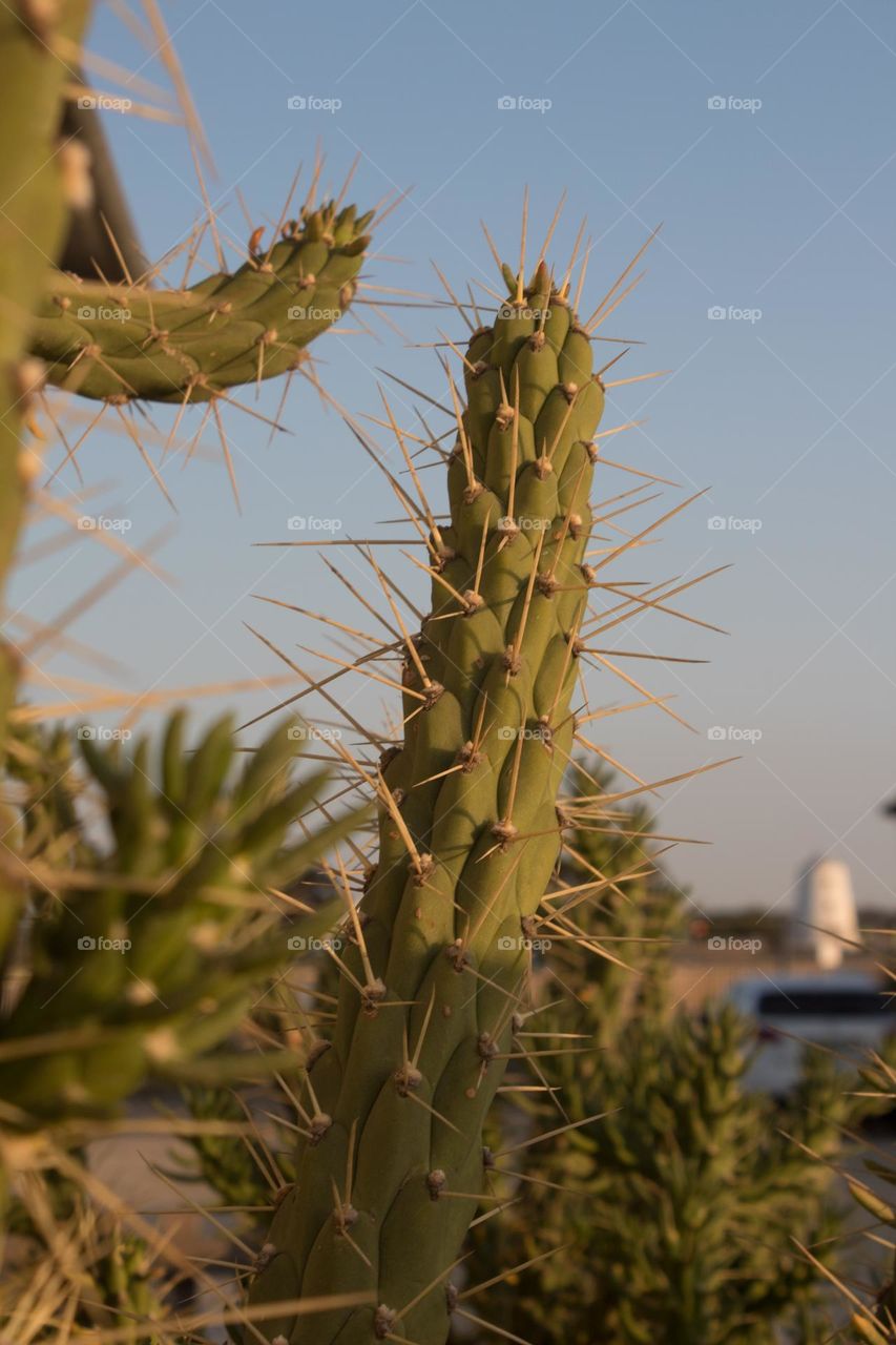 Be authentic, green cactus