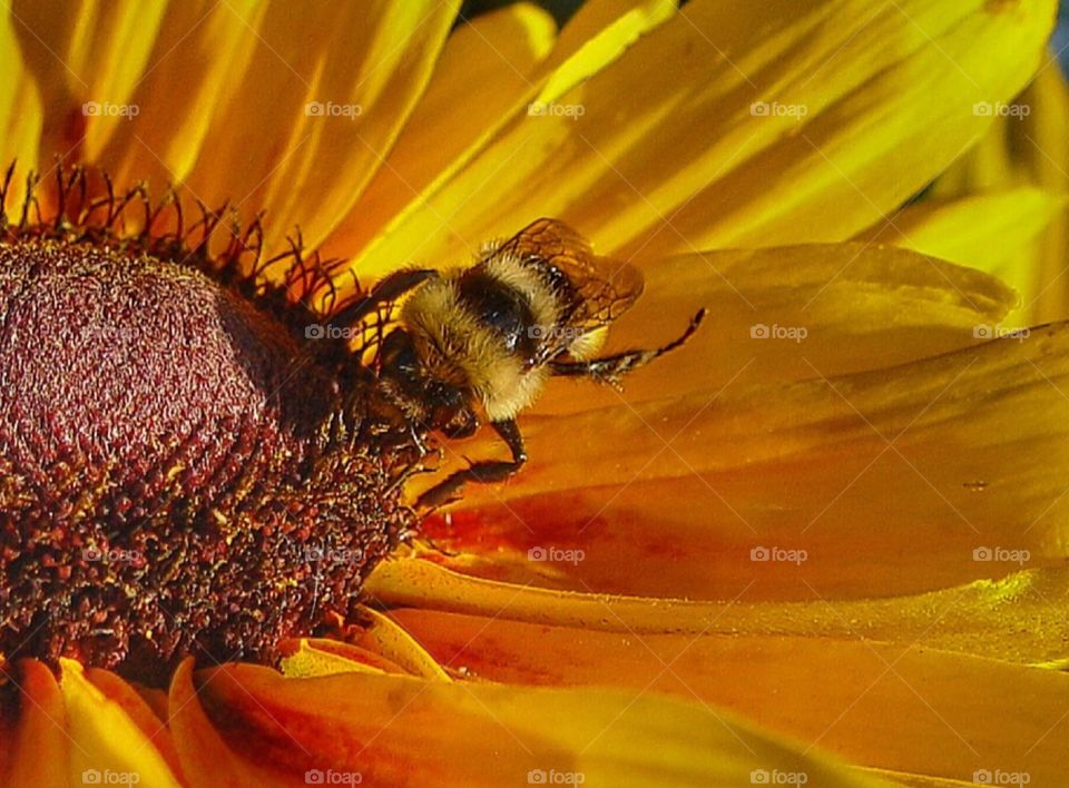 Full frame shot of bee collecting pollen from sunflower