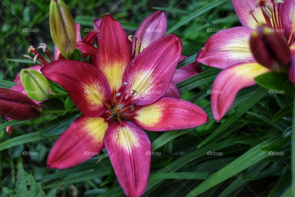 deep red lily