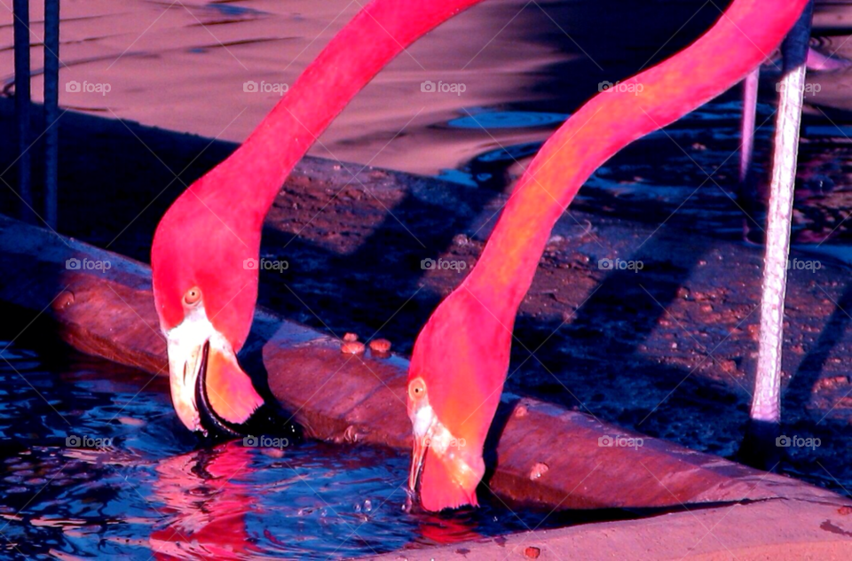 nature pink color birds by cagedheat