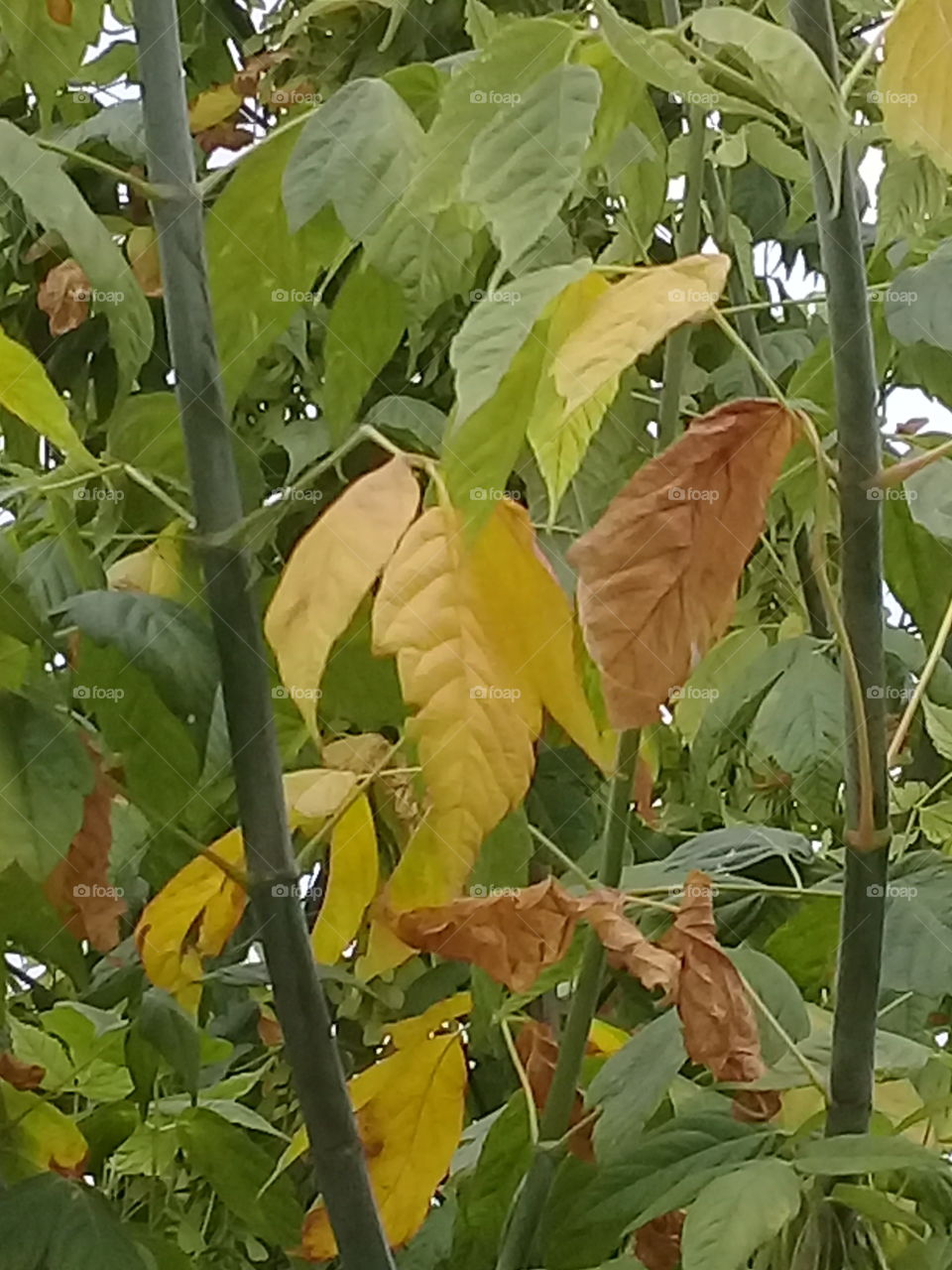 imagen de las hojas de un ejemplar de árbol de fresno dando las primeras señales de la llegada del otoño