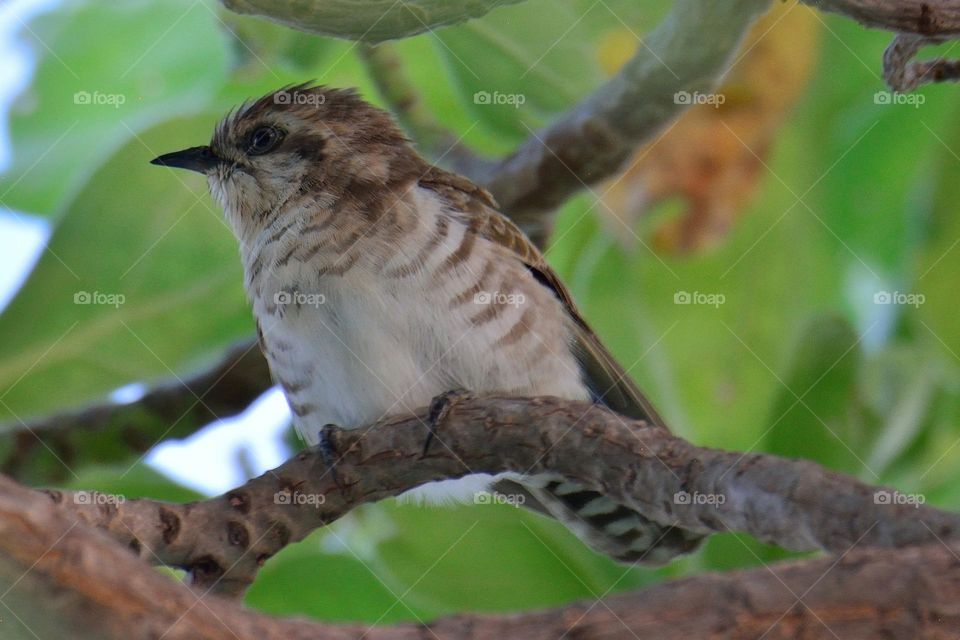 Beautiful and cute bird