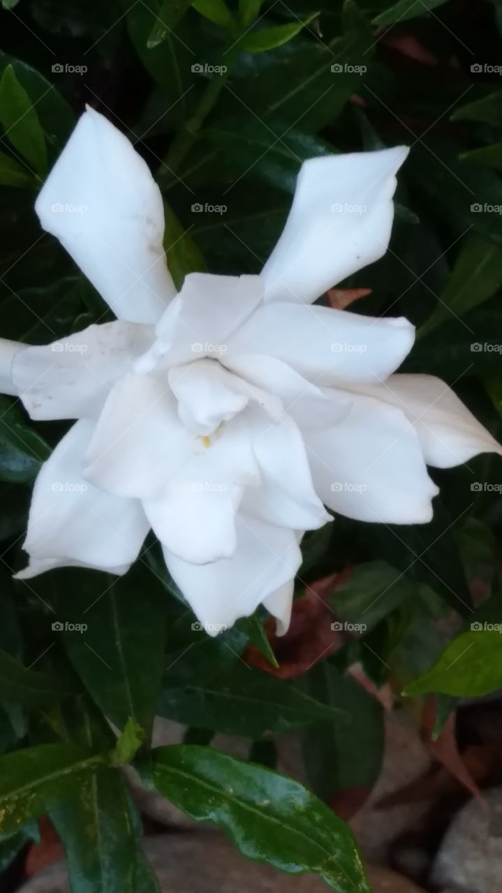 Gardenia