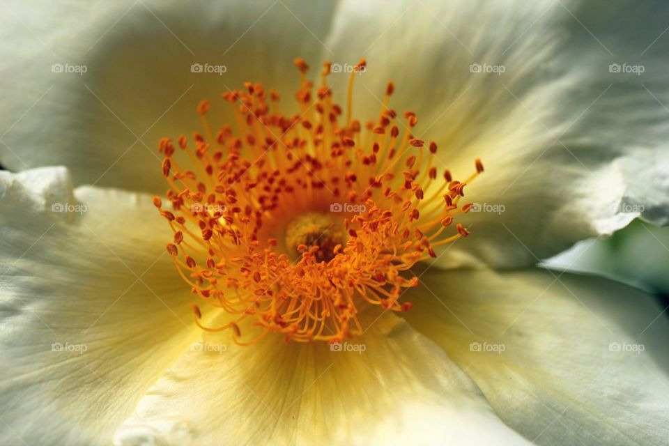 White flower in close up