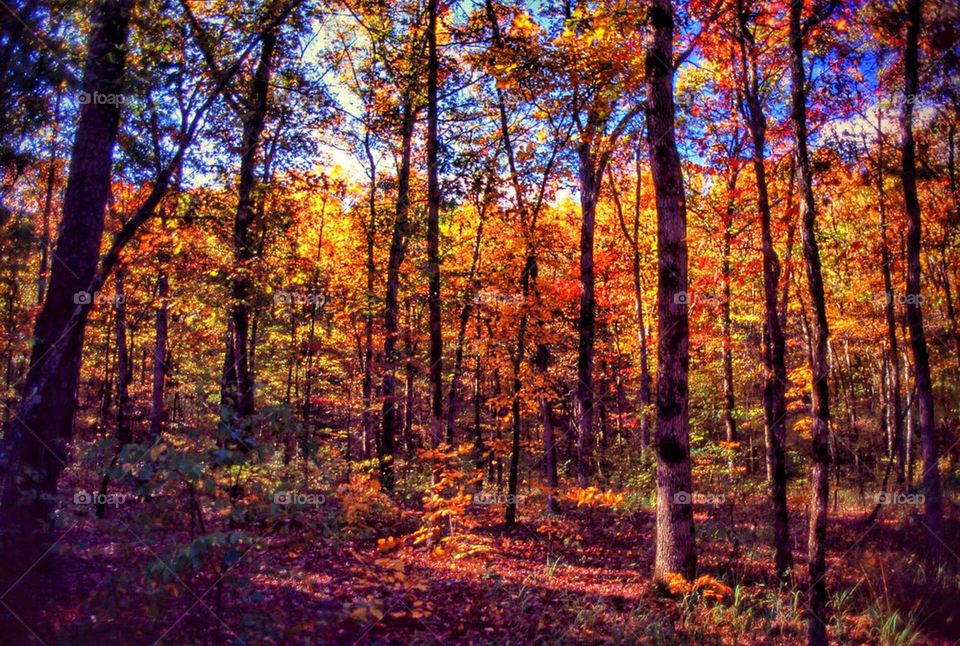 Arkanfall fall in Arkansas 