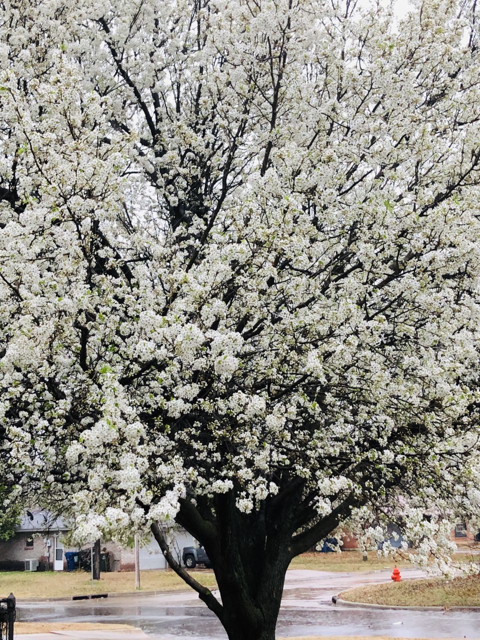 Bradford Pear in full bloom