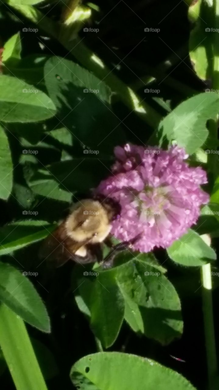 Pollination in progress