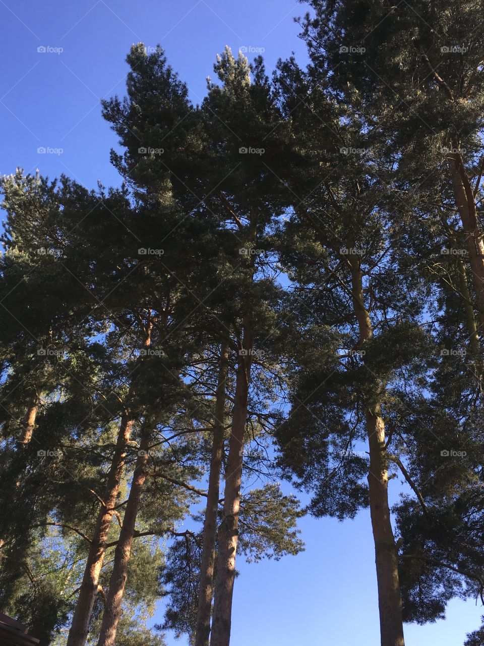 Tall pine trees in the English summer sunshine against a blue sky