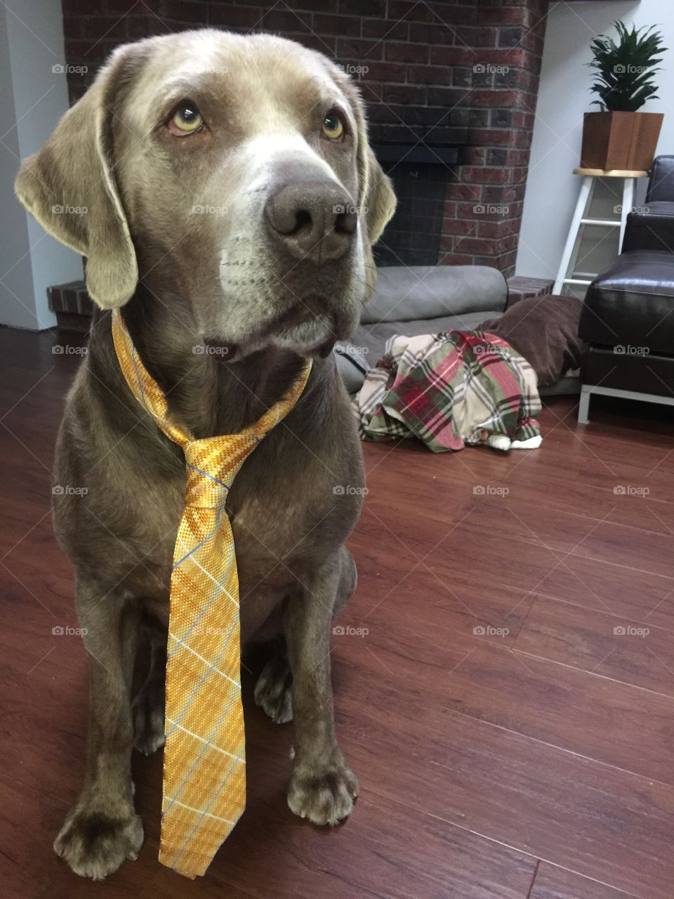 Benson - ready for work