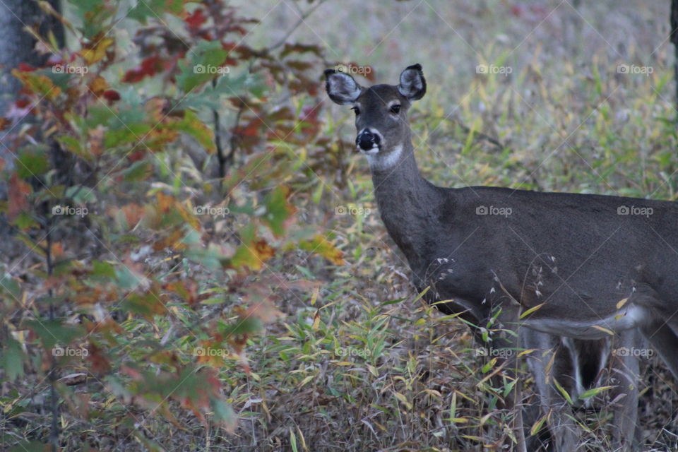 white tailed deer