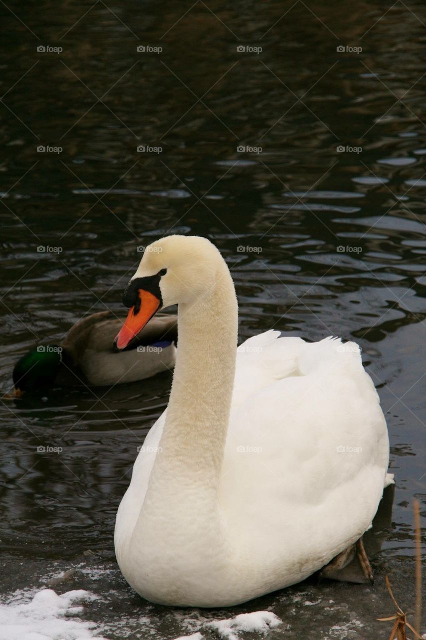 Swan in a Lake