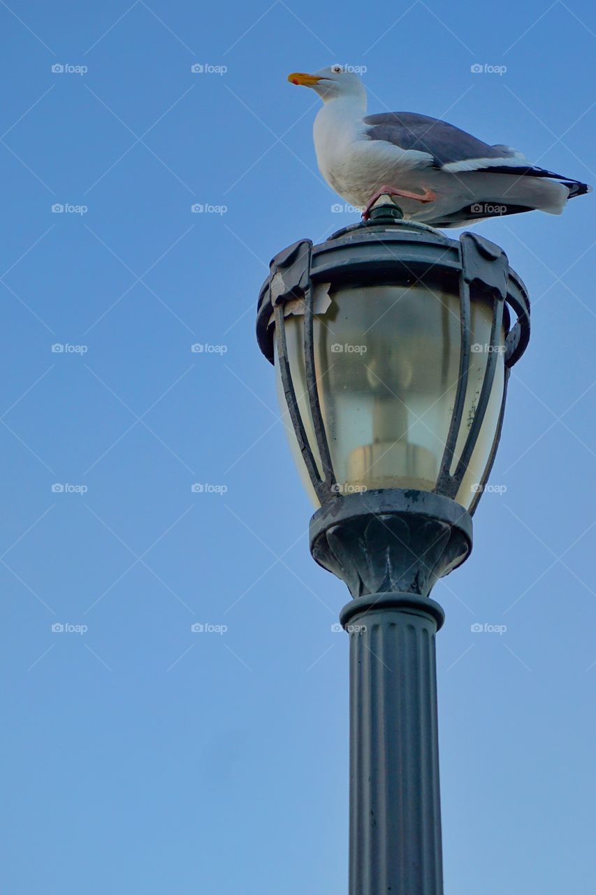 Bird on a pole