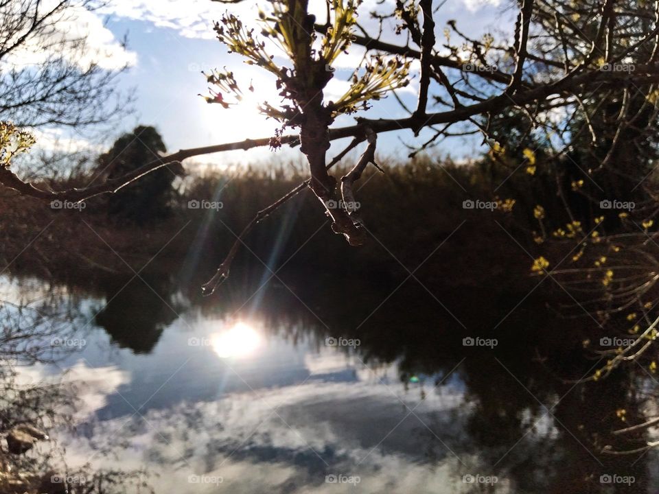 Branch and Reflexions in the River