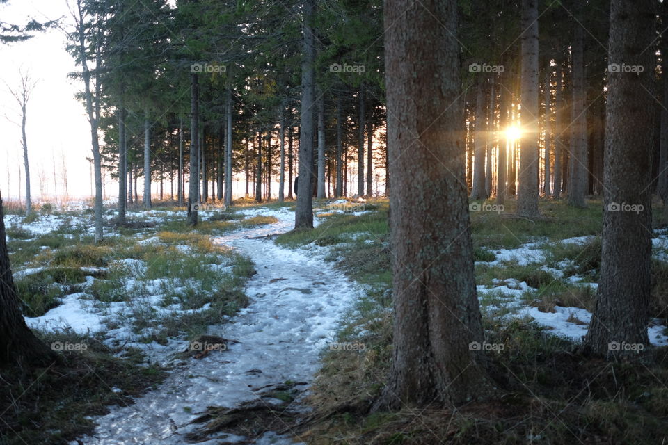 Tree, Landscape, No Person, Winter, Wood