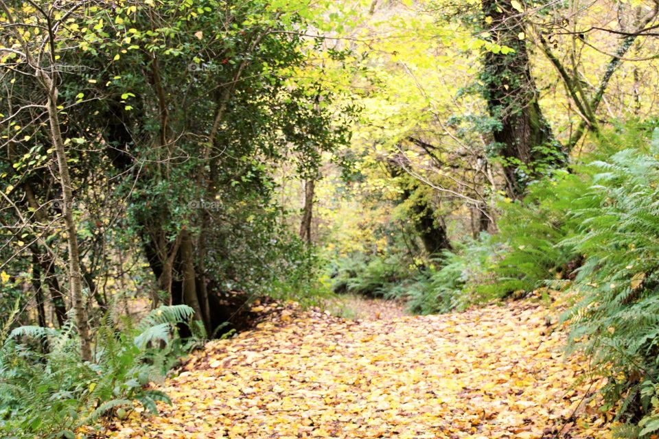 Wood, Nature, Landscape, Leaf, Tree