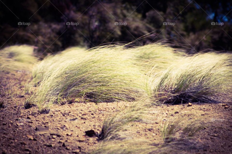 Hairy Grass 