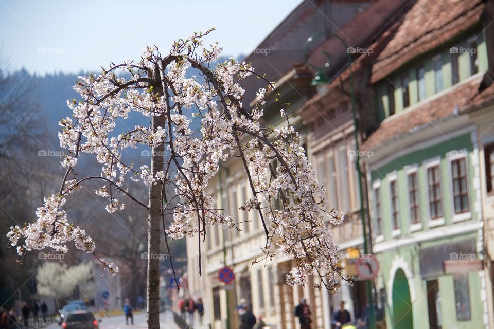 springtime in town, 
Brasov, Romania,