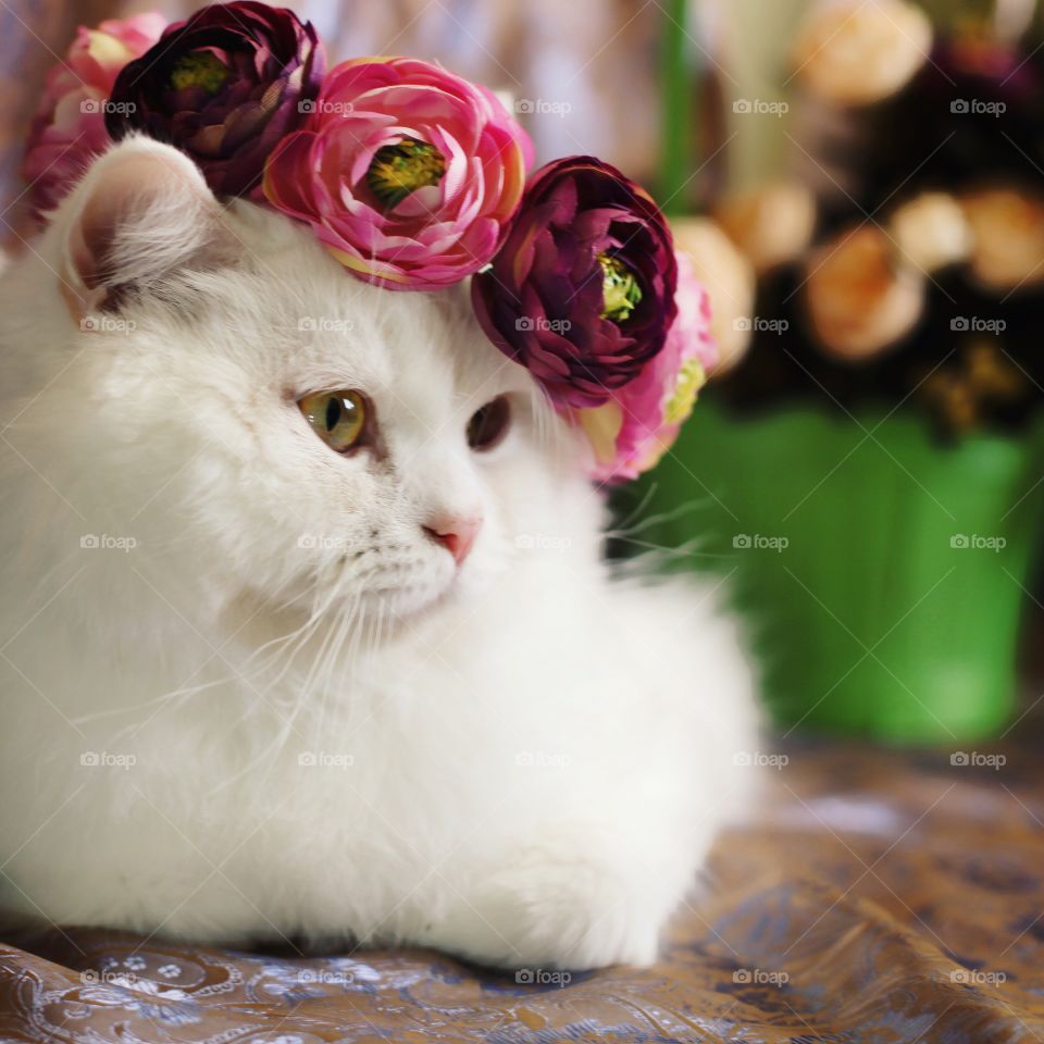 Close-up of cat wearing crown