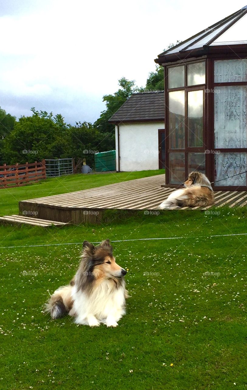 Two Shetland  Sheep Dogs at farmhouse in Mull