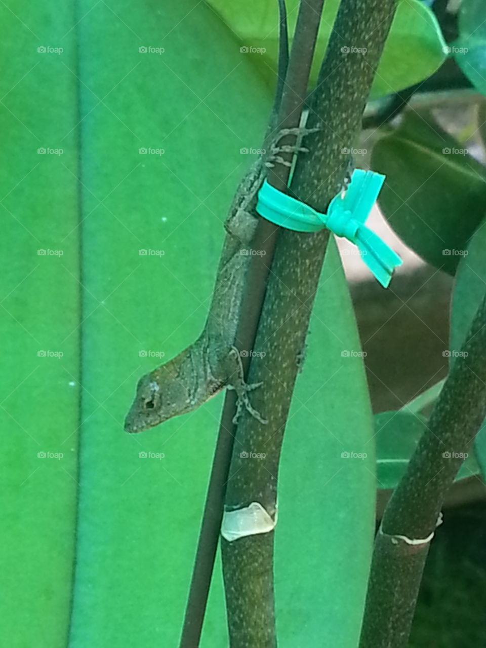 island gecko