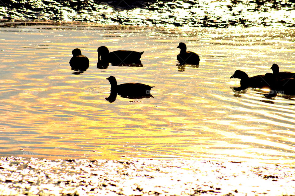 birds silhouette