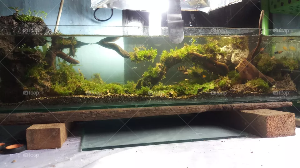 aquarium
