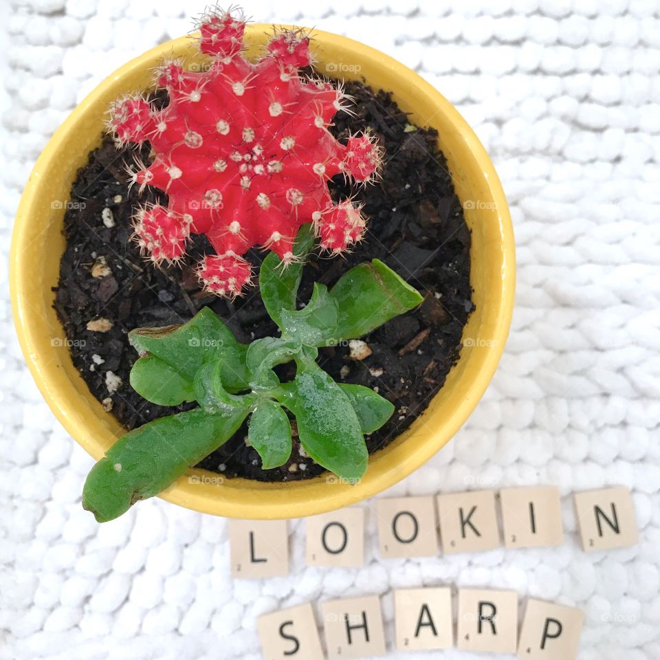 Sassy succulent & red flowering cactus lookin sharp in a yellow pot on a white background 🌵