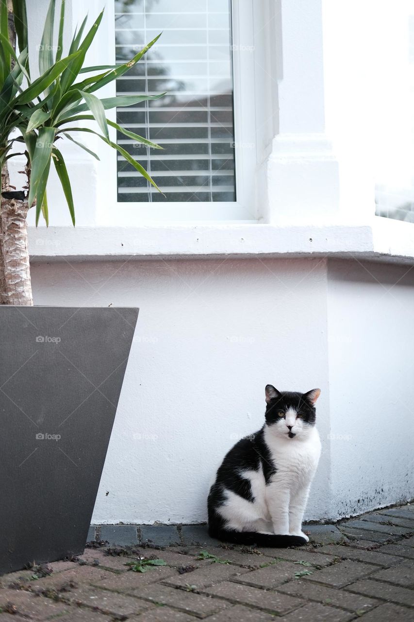 Cat in front of the house