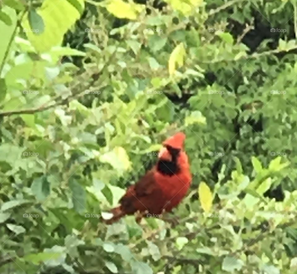 Cardinal red bird bush leaves male 