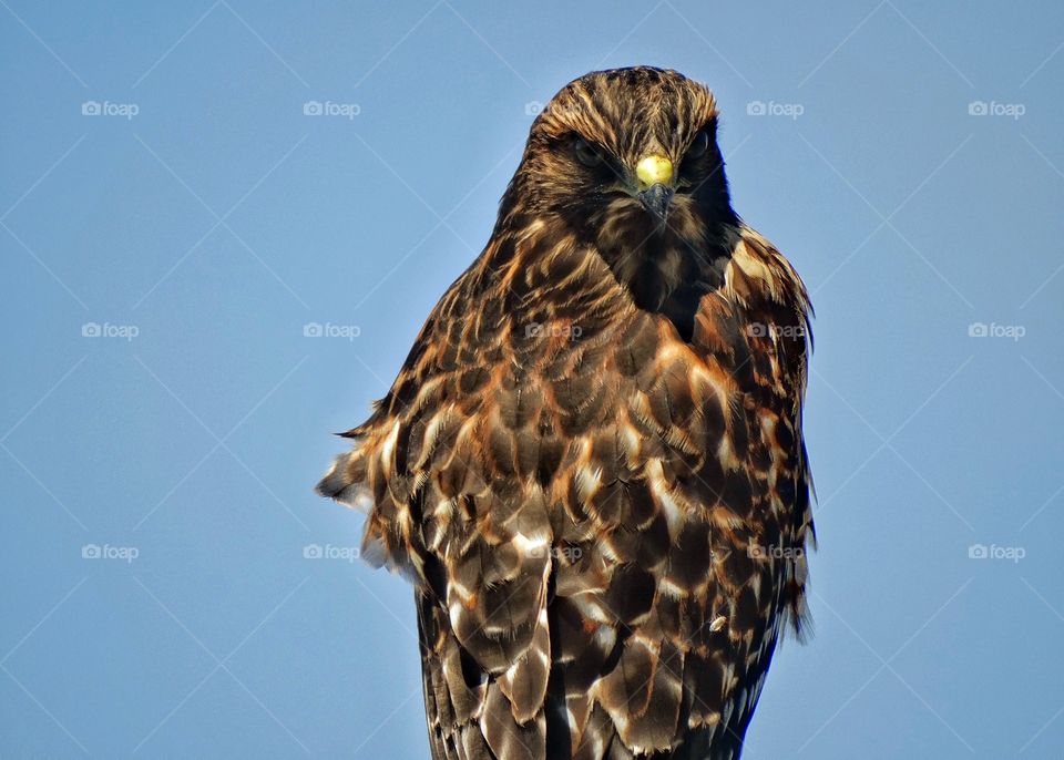 Hawk In The Wild . Bird Of Prey In The American West
