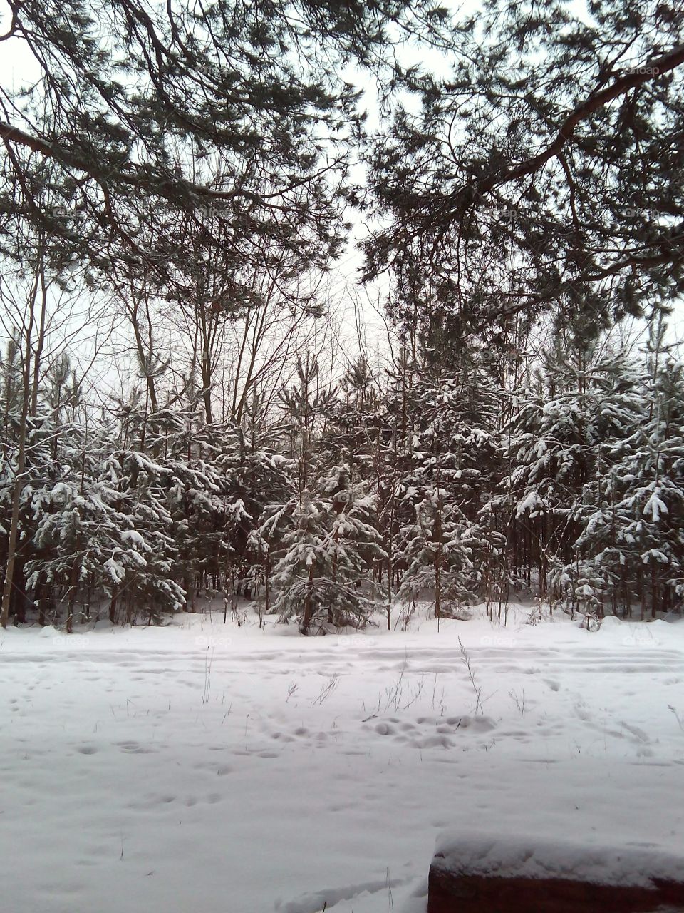 Snow, Winter, Tree, Landscape, Wood