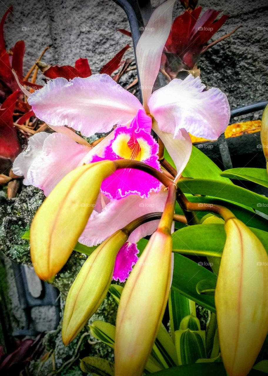 Orquídea