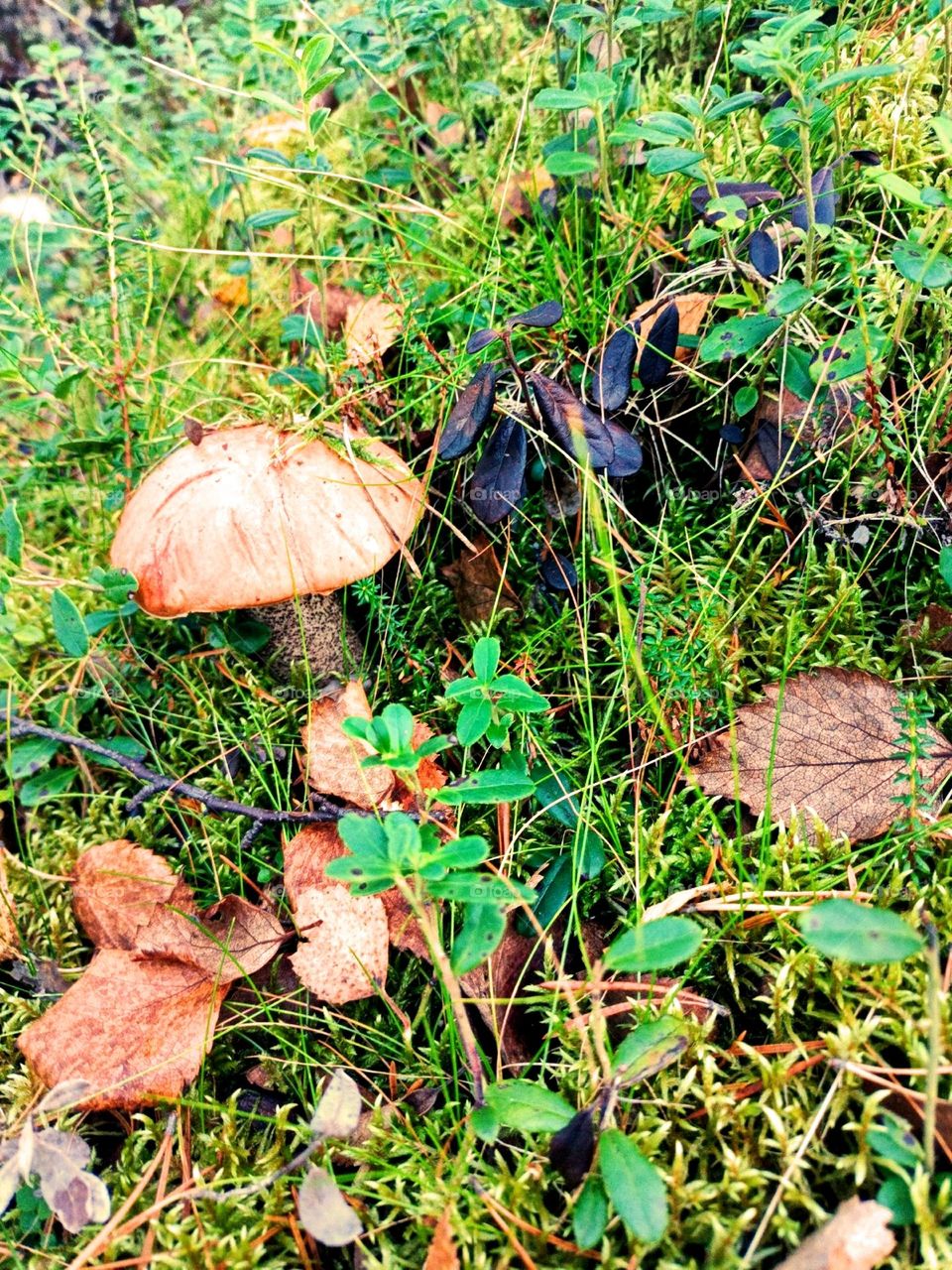 boletus