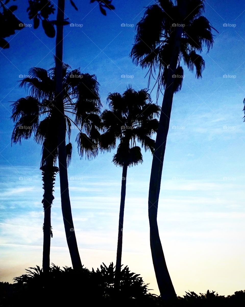 Palm trees at sunrise