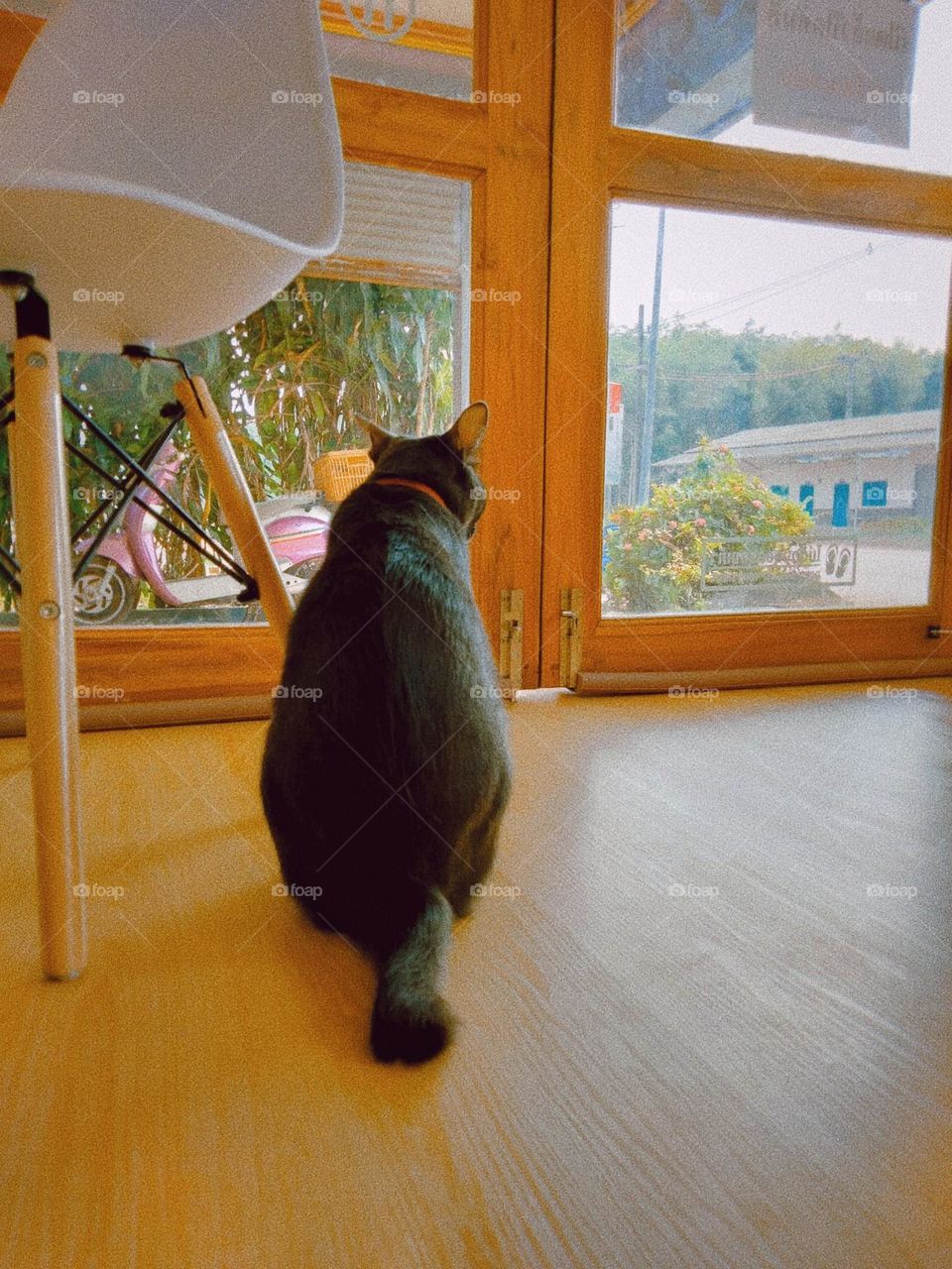 This black cat is looking for something.