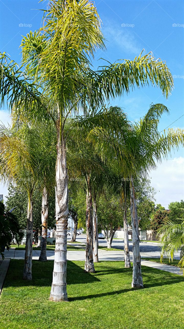 Palm tree on park