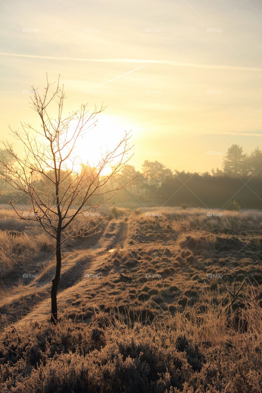 Tree next to a road. A landscape photo of a tree next to a road during golden hour in the kalmthoutse heide, Belgium.