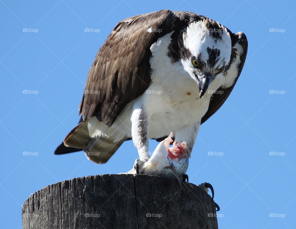 Osprey on wooden post