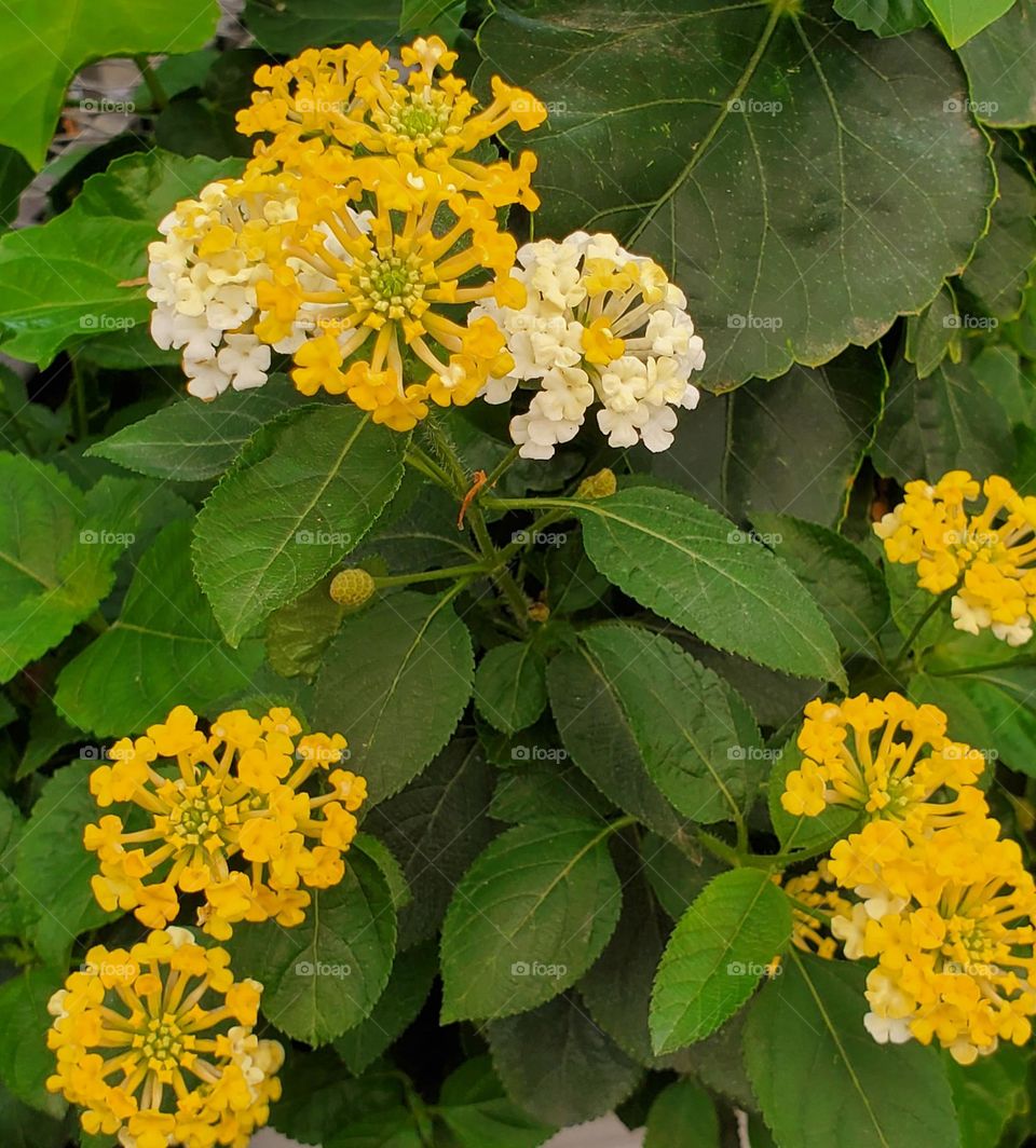 Yellow Flowers in the Garden