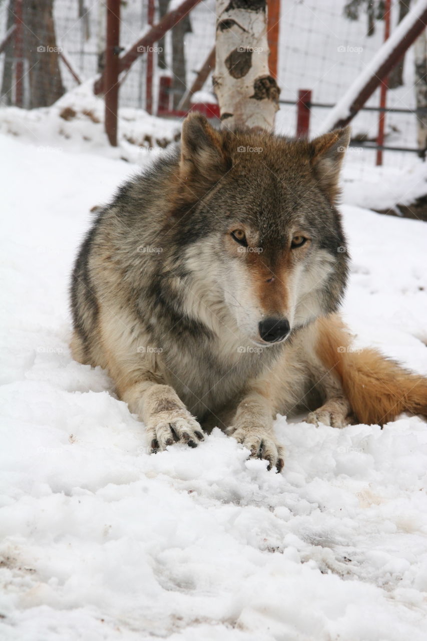 Wolf rescue. A Wolf at a rescue center near Divide, CO.