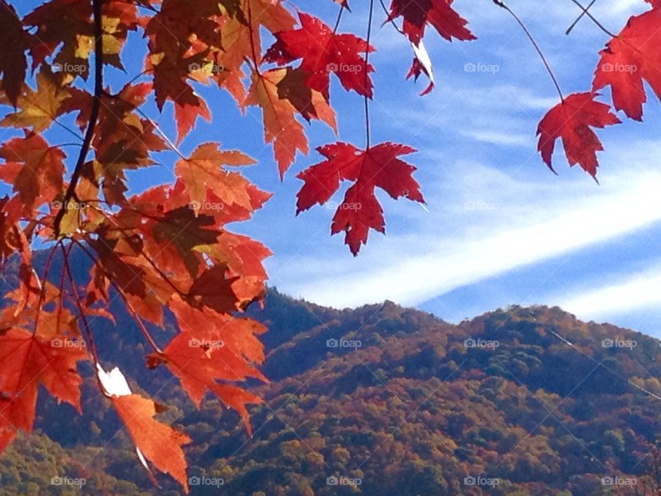 Fall leaves, near and far